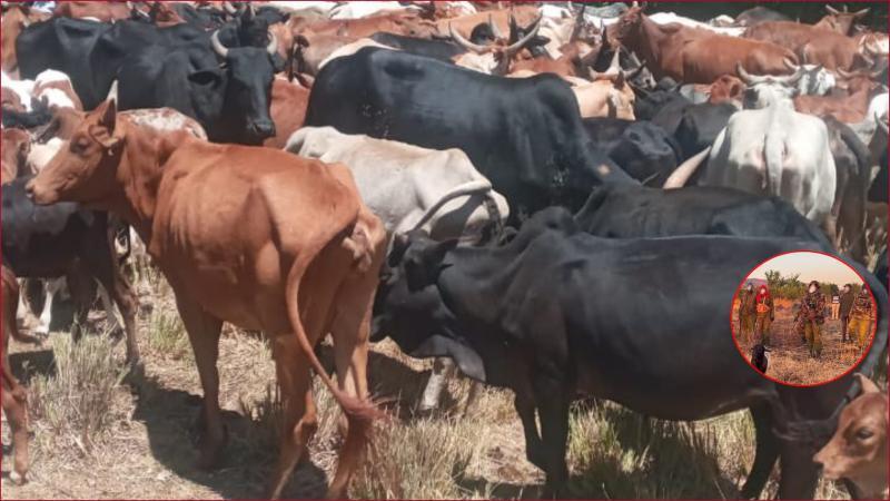Police officers faced off with cattle rustlers in Samburu Central.